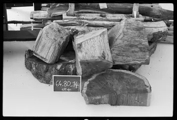 photographie Billots et tronçons débités Ph.1979.1.1896 Photo