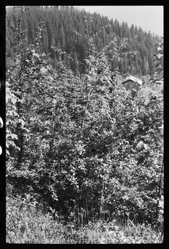 photographie Intérieur d'un chalet : cheminée et bois Ph.1979.10.363 Photo