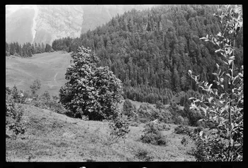 photographie Reboisement d'un espace rural Ph.1979.10.367 Photo