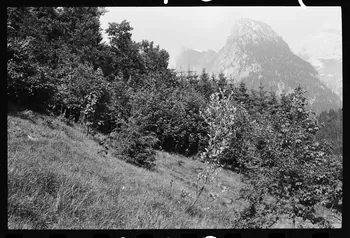 photographie Reboisement d'un espace rural Ph.1979.10.368 Photo