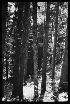 photographie Reboisement d'un espace rural Ph.1979.10.369 Photo
