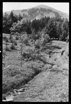 photographie Reboisement d'un espace rural Ph.1979.10.370 Photo