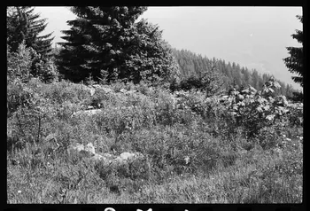 photographie Reboisement d'un espace rural Ph.1979.10.371 Photo