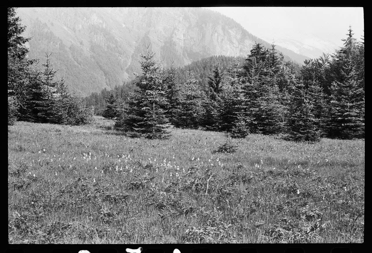 photographie Reboisement d'un espace rural Ph.1979.10.372  Photo