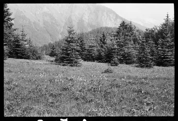 photographie Reboisement d'un espace rural Ph.1979.10.372 Photo