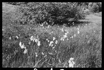 photographie Reboisement d'un espace rural Ph.1979.10.373 Photo