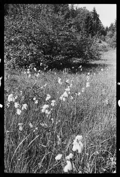 photographie Reboisement d'un espace rural Ph.1979.10.374 Photo