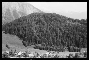 photographie Reboisement Ph.1979.10.387 Photo