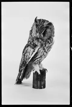 photographie Chouette empaillée Ph.1979.4.58 Photo