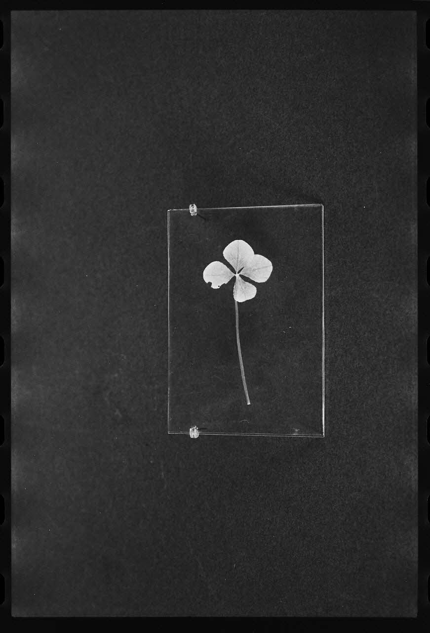 photographie Trèfle à quatre feuilles Ph.1979.4.90 Photo
