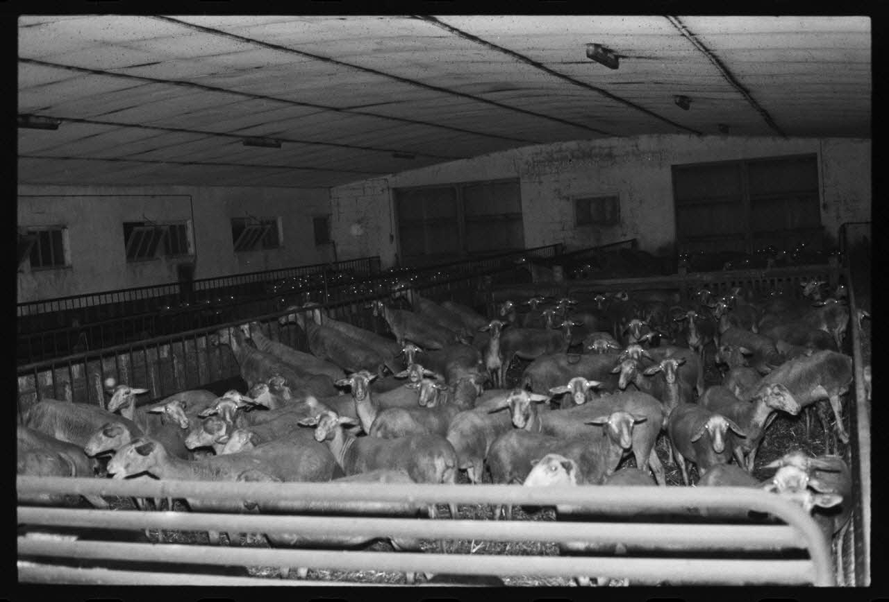 photographie Traite manuelle des ovins Ph.1979.45.364 Photo
