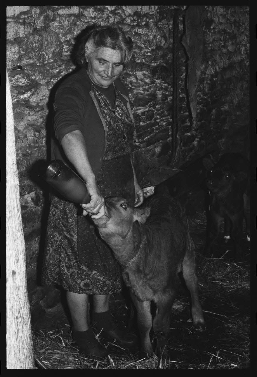 photographie La tétée des veaux Ph.1979.45.384 Photo