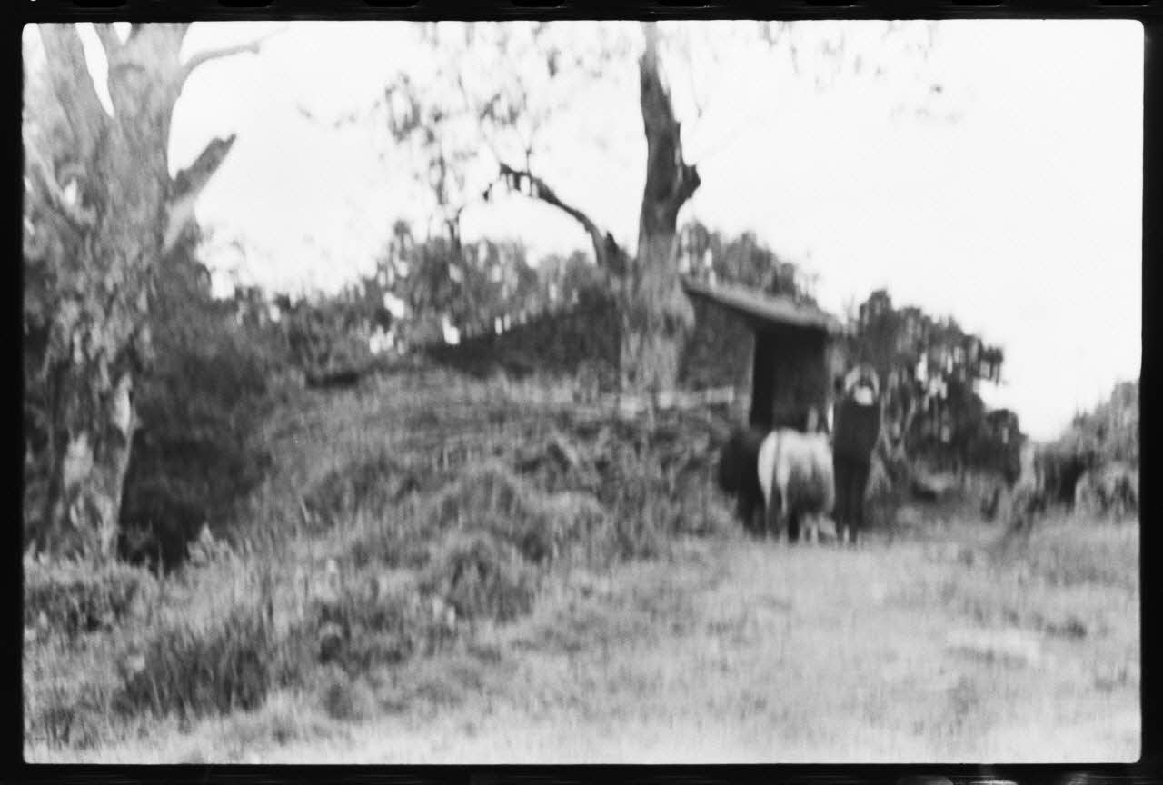 photographie Attelage des bœufs. Joug avec accessoire de conduite et manche Ph.1979.45.414 Photo