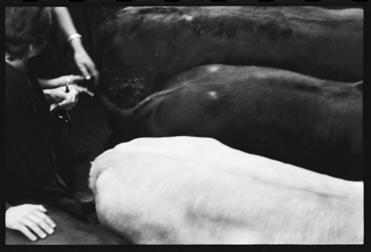 photographie Foire et marché aux bovins Ph.1979.45.724 Photo