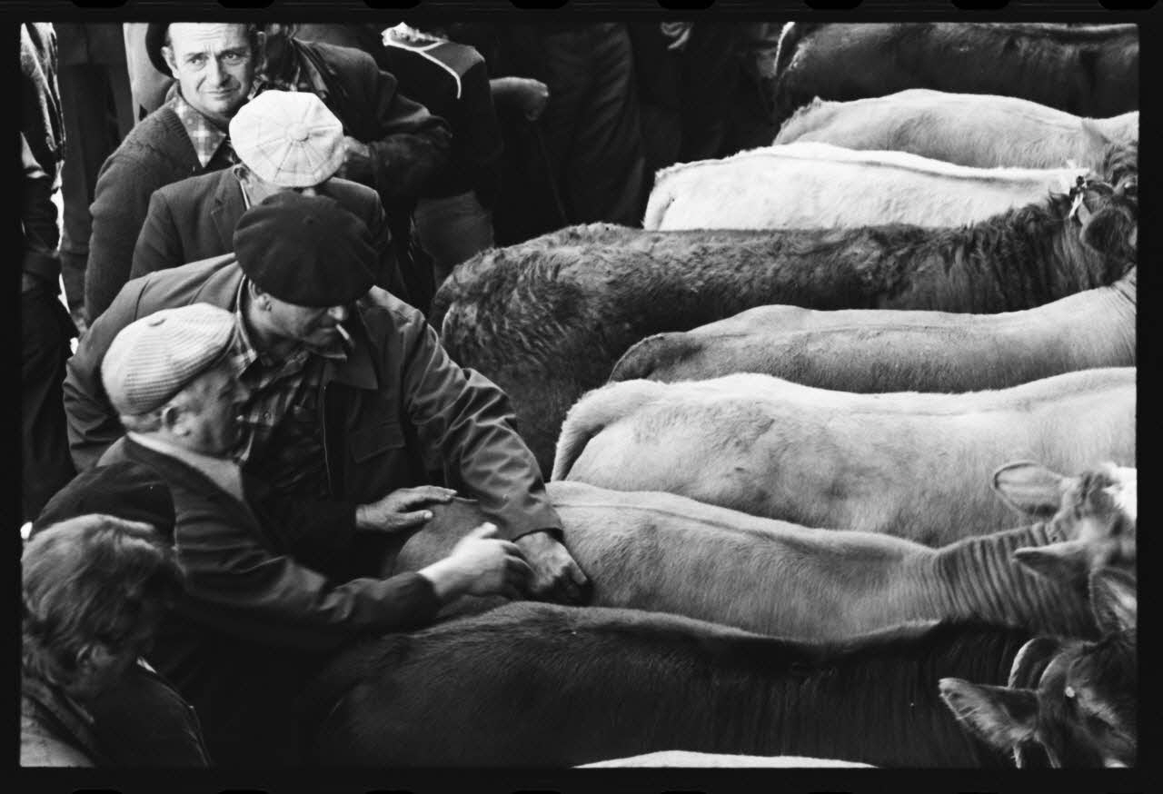 photographie Foire et marché aux bovins Ph.1979.45.725 Photo