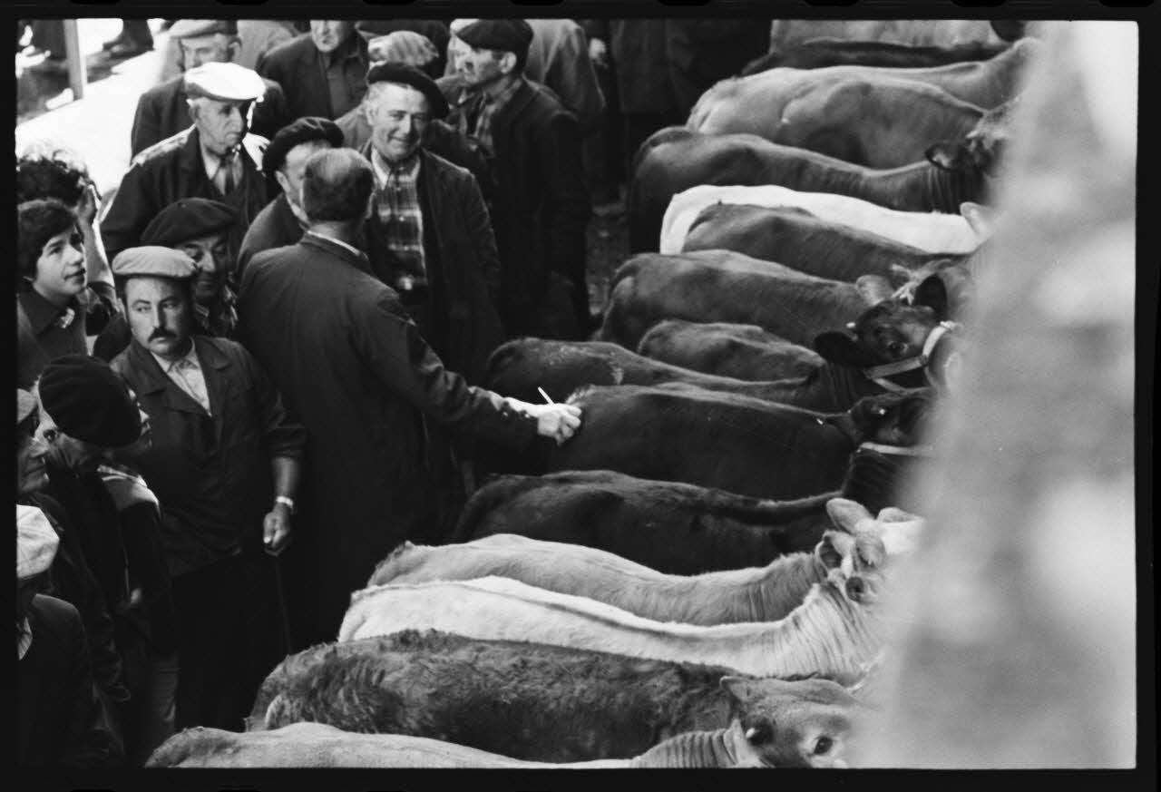 photographie Foire et marché aux bovins Ph.1979.45.726 Photo