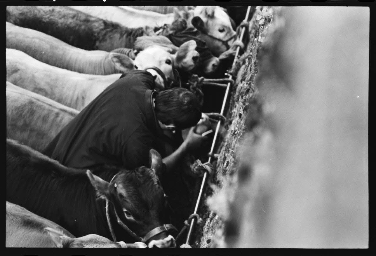 photographie Foire et marché aux bovins Ph.1979.45.727 Photo