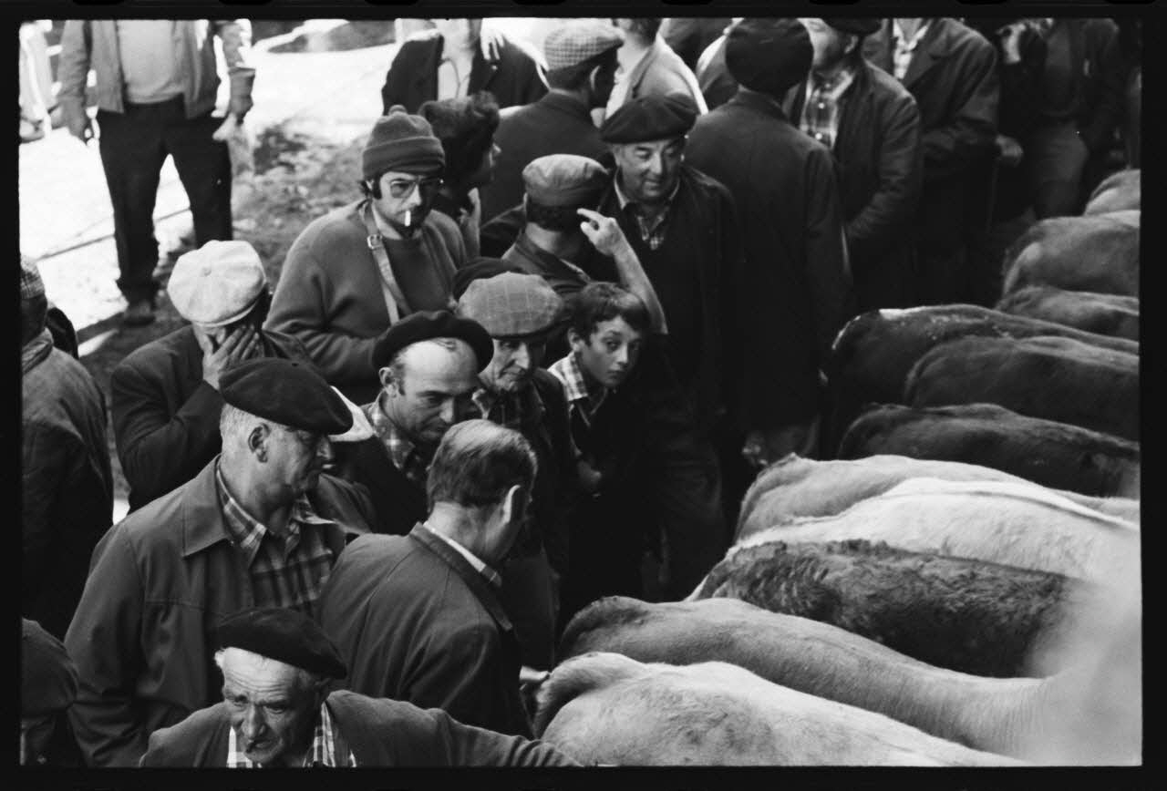 photographie Foire et marché aux bovins Ph.1979.45.728 Photo