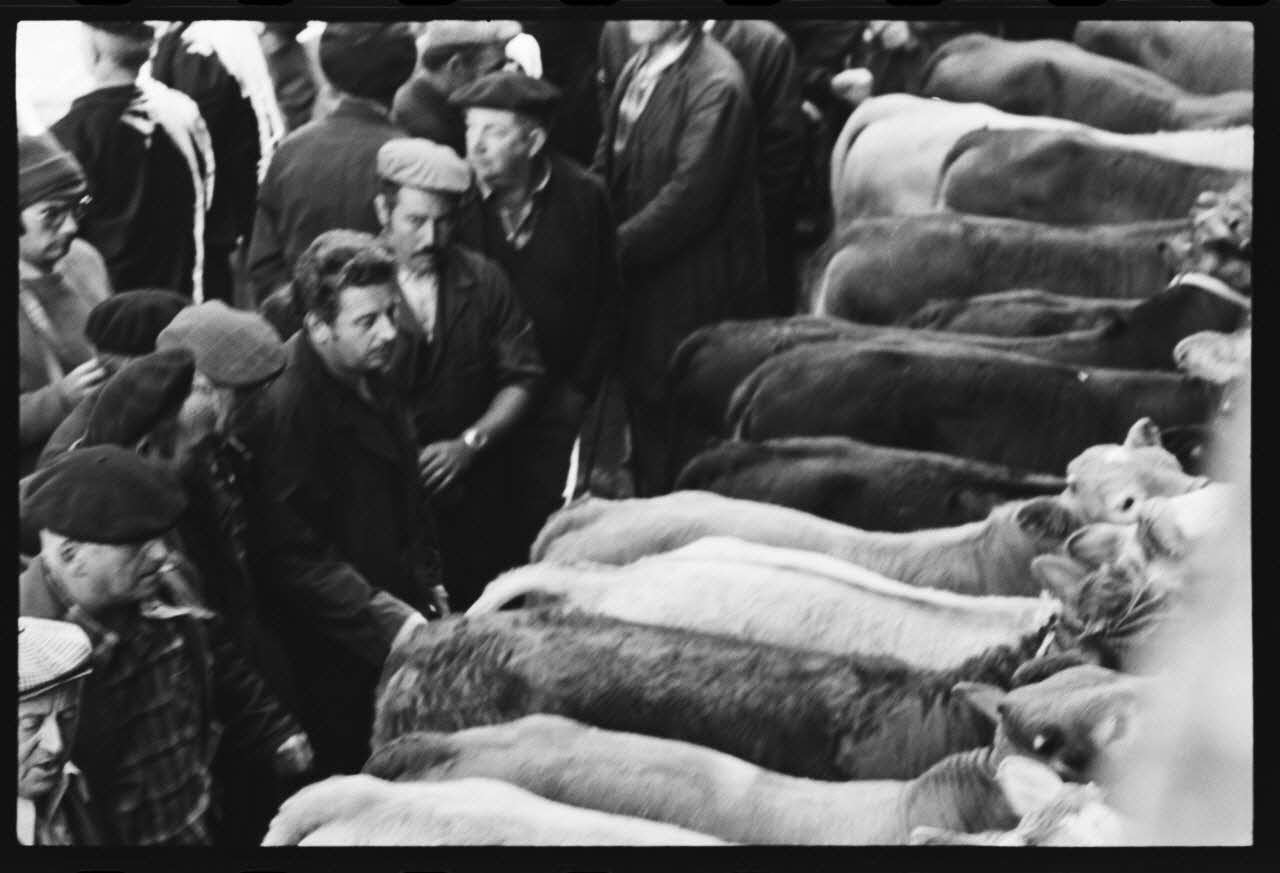 photographie Foire et marché aux bovins Ph.1979.45.729 Photo