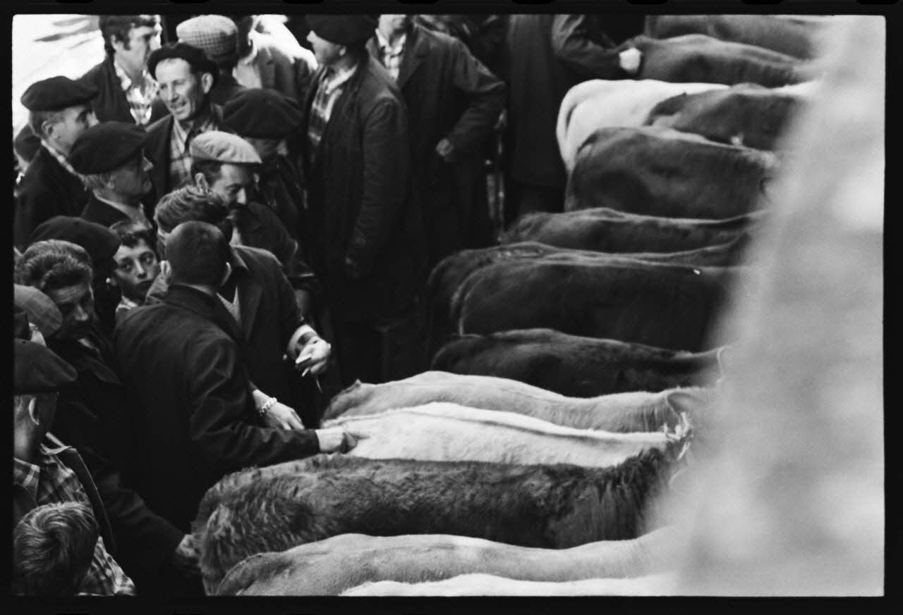 photographie Foire et marché aux bovins Ph.1979.45.730 Photo