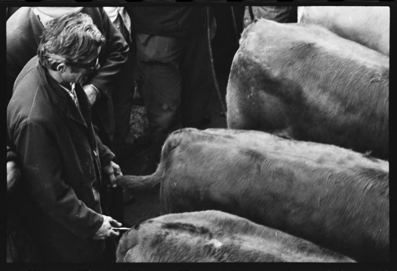 photographie Foire et marché aux bovins Ph.1979.45.731 Photo