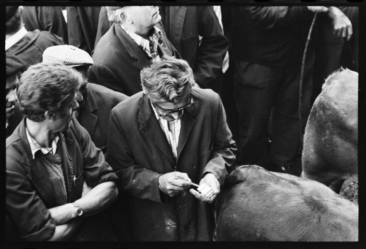 photographie Foire et marché aux bovins Ph.1979.45.732 Photo