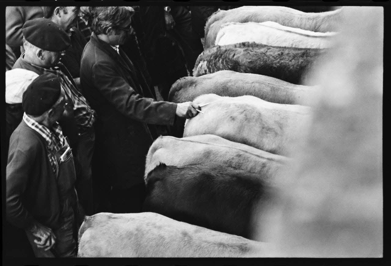 photographie Foire et marché aux bovins Ph.1979.45.733 Photo