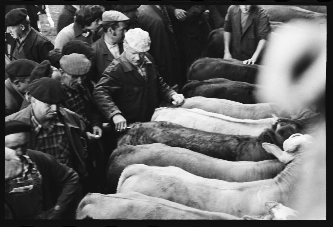 photographie Foire et marché aux bovins Ph.1979.45.734 Photo
