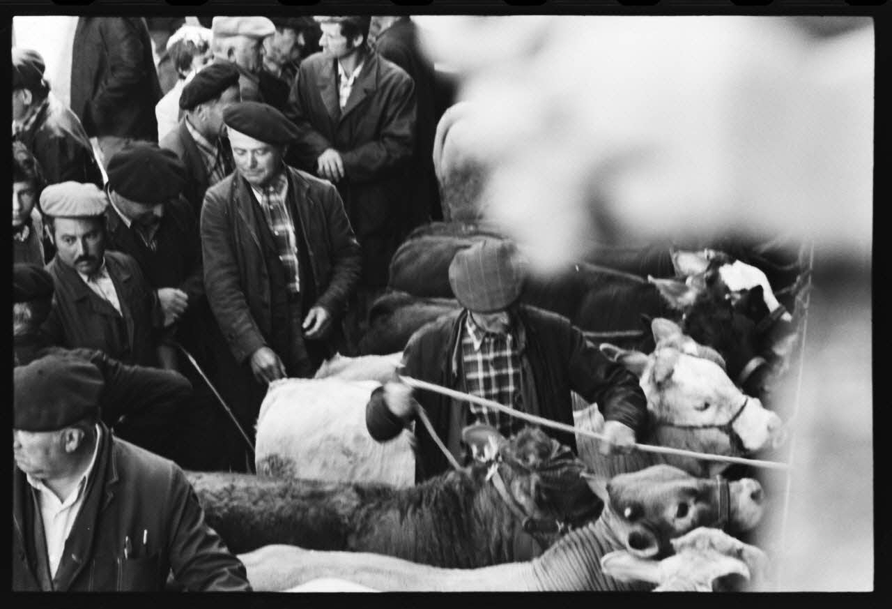 photographie Foire et marché aux bovins Ph.1979.45.735 Photo