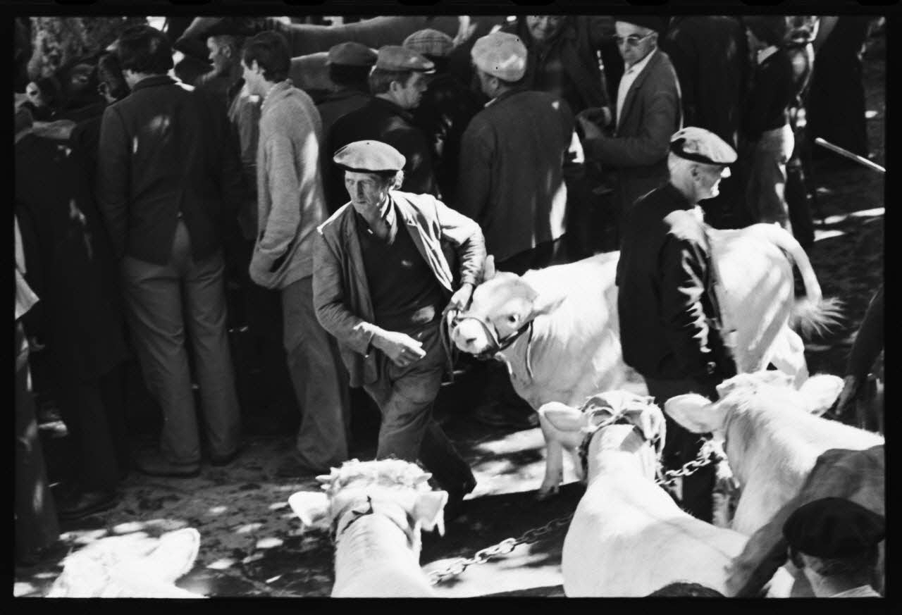 photographie Foire et marché aux bovins Ph.1979.45.737 Photo