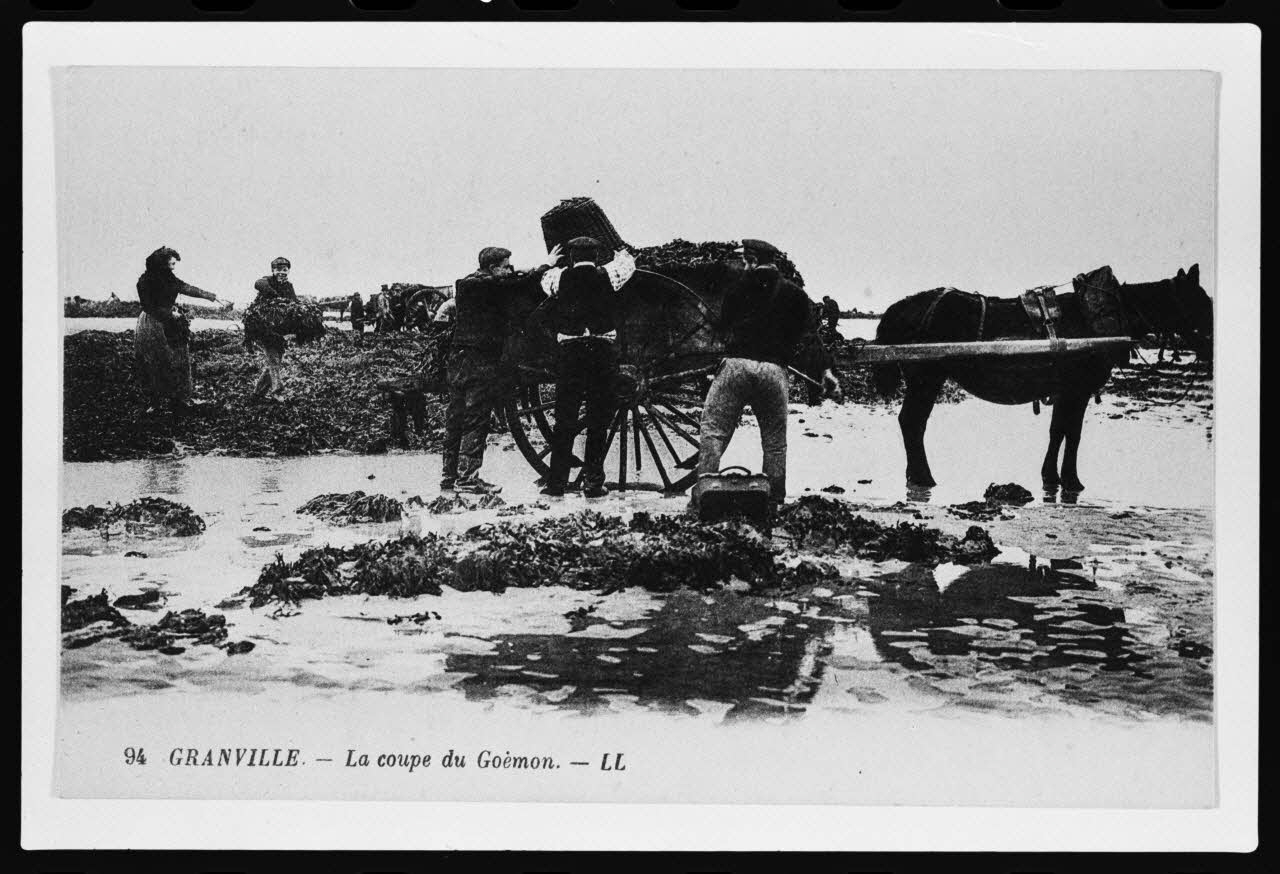 photographie Carte postale. La récolte du goémon : coupe du goémon Ph.1979.68.15 Photo