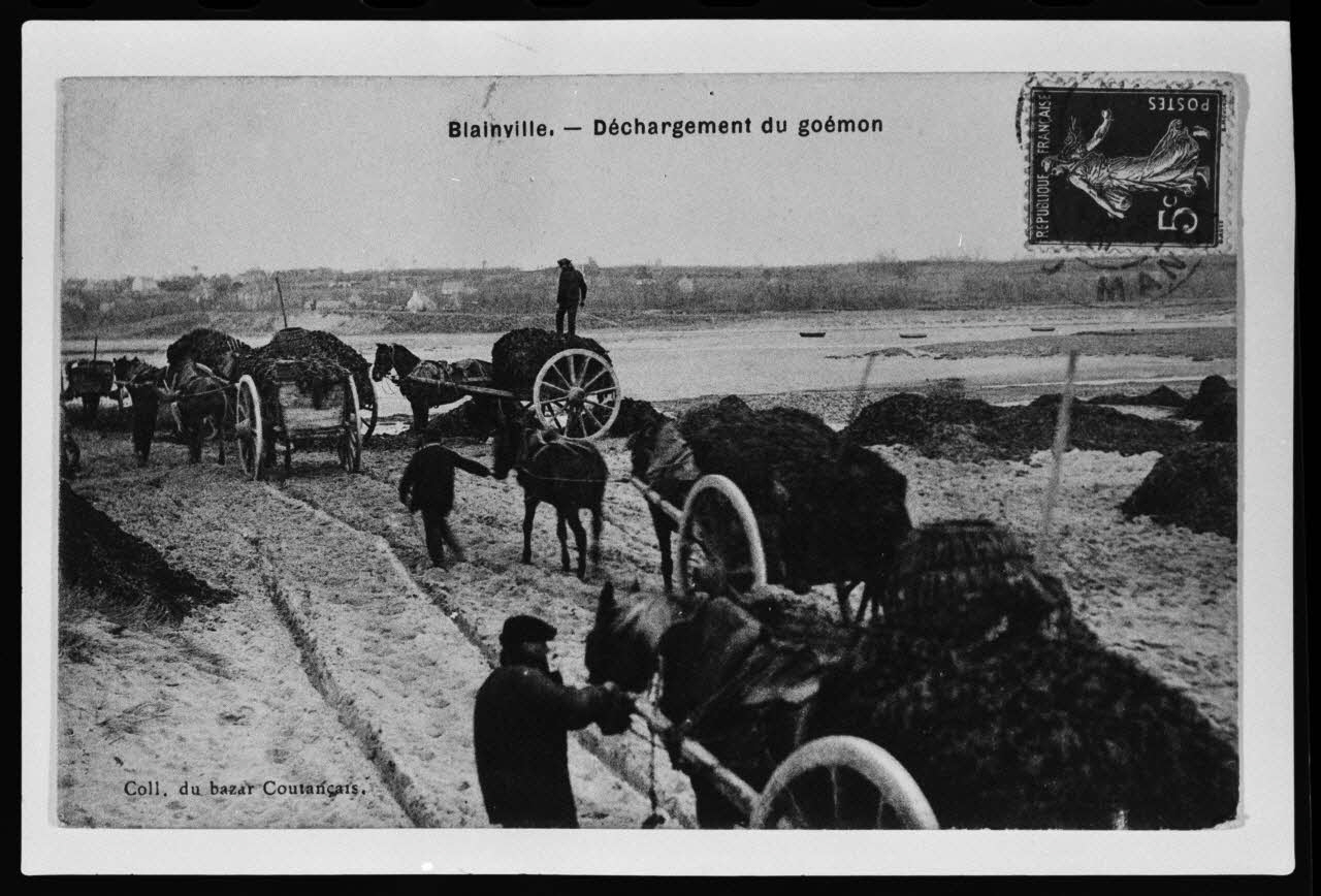 photographie Carte postale. La récolte du goémon : déchargement du goémon Ph.1979.68.18 Photo