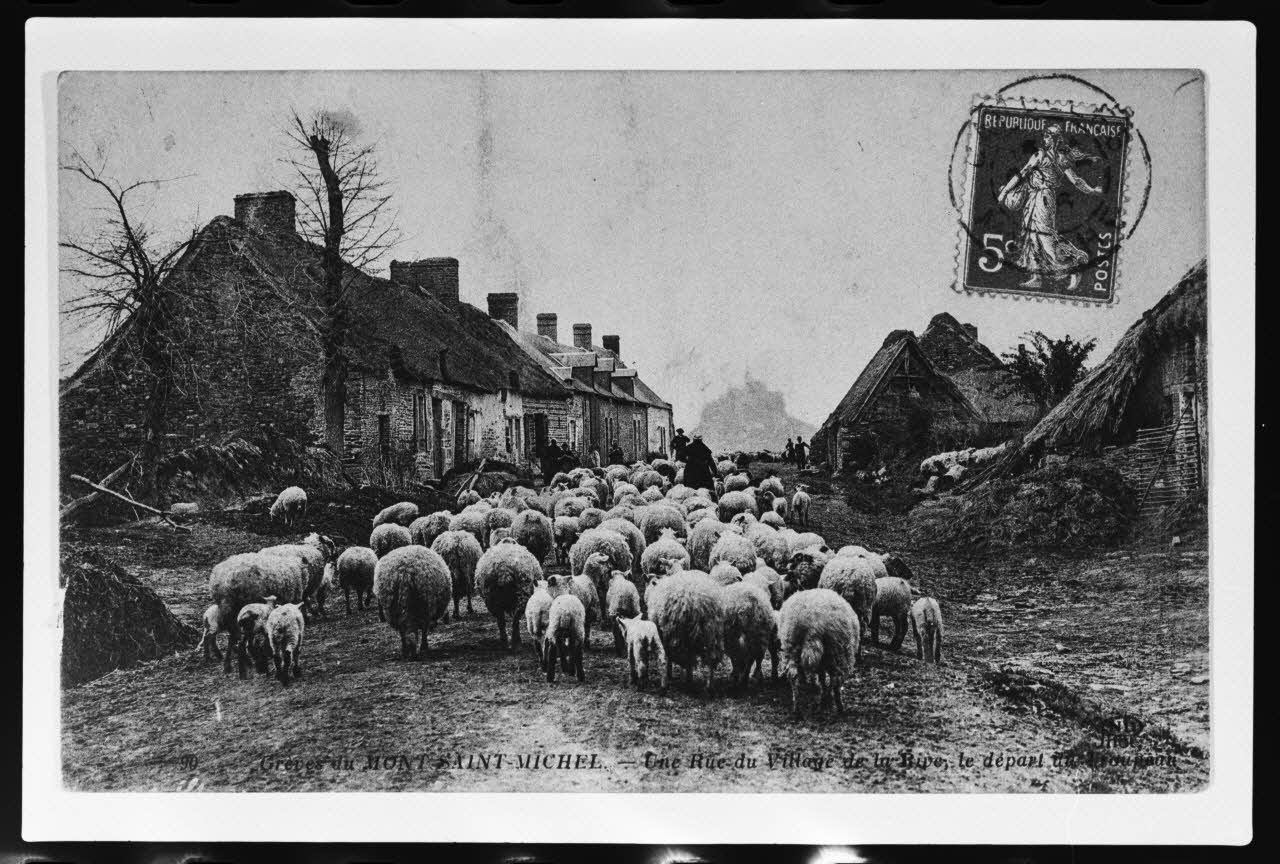 photographie Carte postale. Troupeau en déplacement à côté d'une maison Ph.1979.68.5  Photo