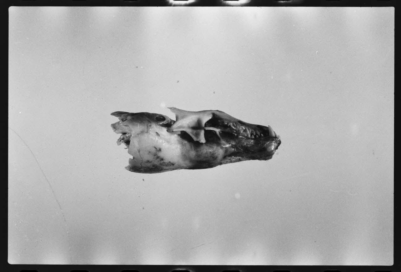 photographie MNATP. Exposition. L'homme et son corps dans la société traditionnelle (11 mai 1978 - 2 octobre 1978) Ph.1979.77.52 Photo