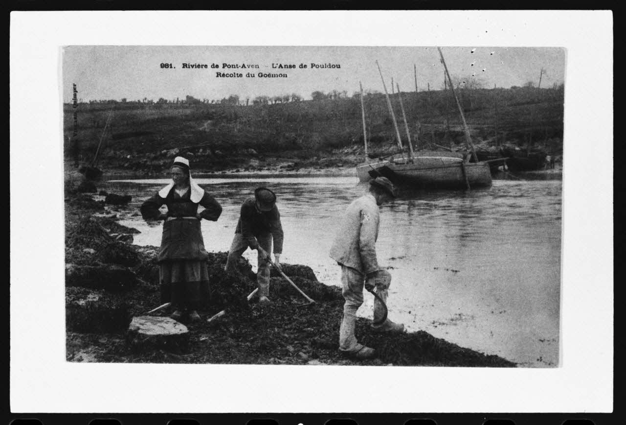 photographie Carte postale. Récolte du goémon : l'anse de Pouldou, rivière de Pont-Aven Ph.1979.91.4 Photo