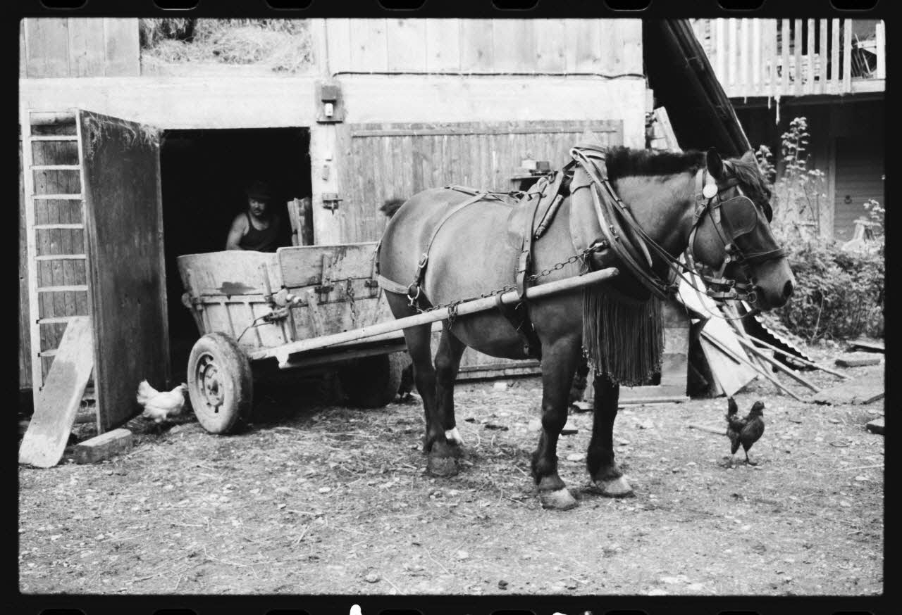 photographie Jument attelée au tombereau de fumier Ph.1981.10.107 Photo