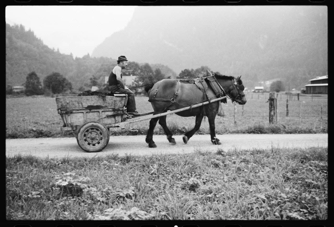 photographie Jument attelée au tombereau de fumier Ph.1981.10.111 Photo