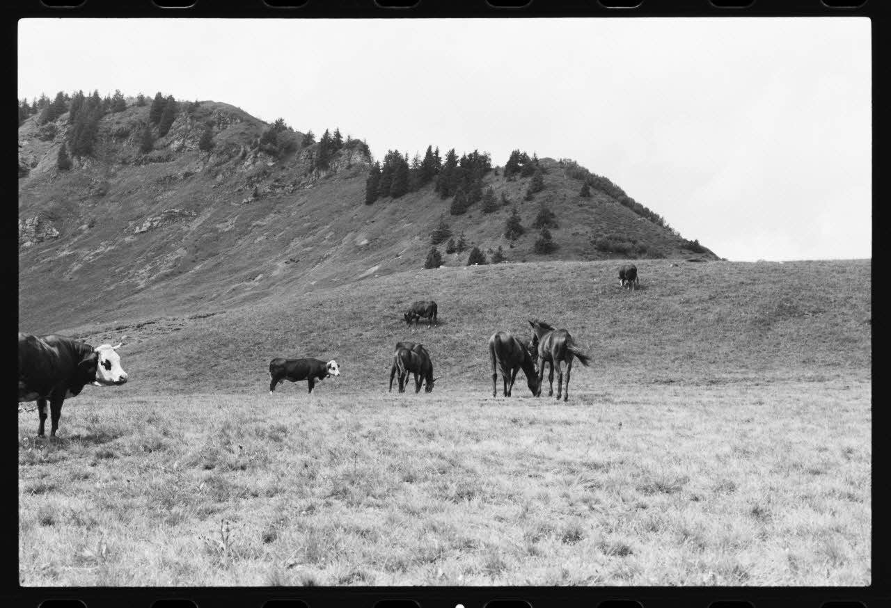 photographie Troupeau mixte Ph.1981.10.113 Photo