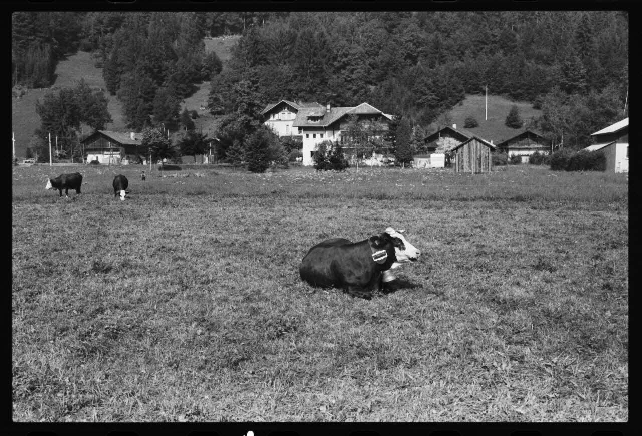 photographie Vaches au pâturage Ph.1981.10.34 Photo