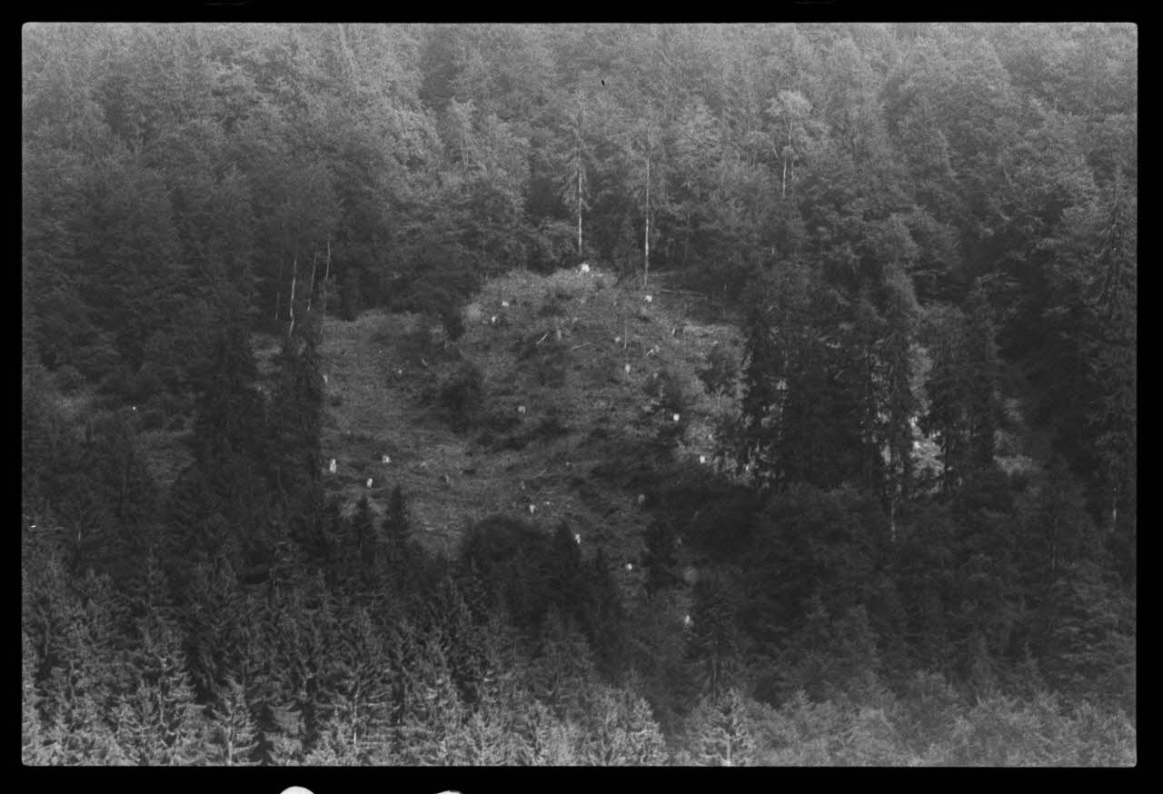 photographie Coupes de bois dans la foret au-dessus des vallons Ph.1981.10.36 Photo