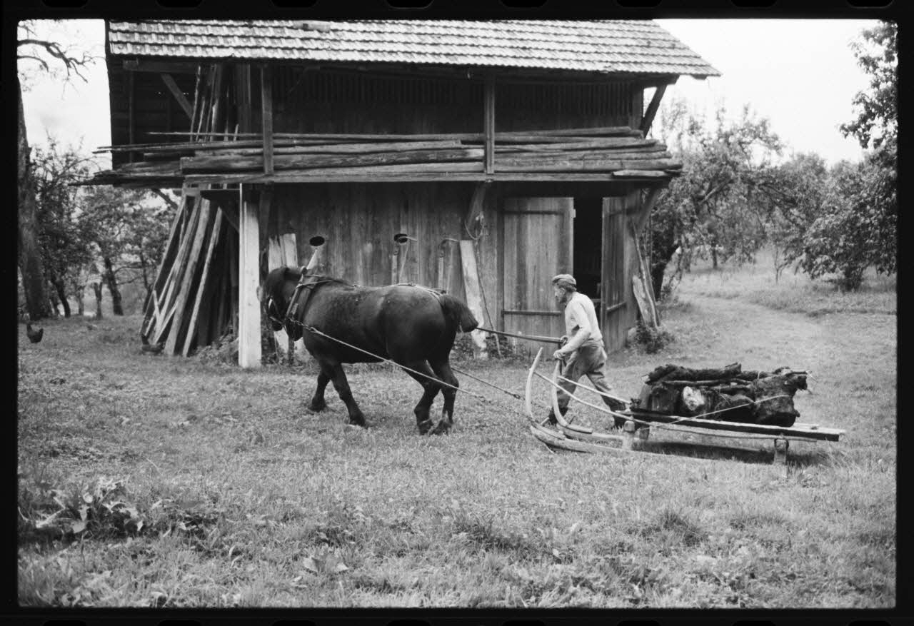 photographie Jument comtoise attelée à un traineau de fabrication artisanale Ph.1981.10.65 Photo