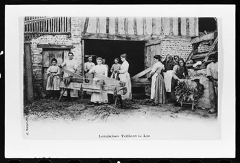 photographie Carte postale. Technique d'obtention des fibres du lin-chanvre. Landaises teillant le lin avec une machine à broyer le lin. 1905 Ph.1981.21.1  Photo