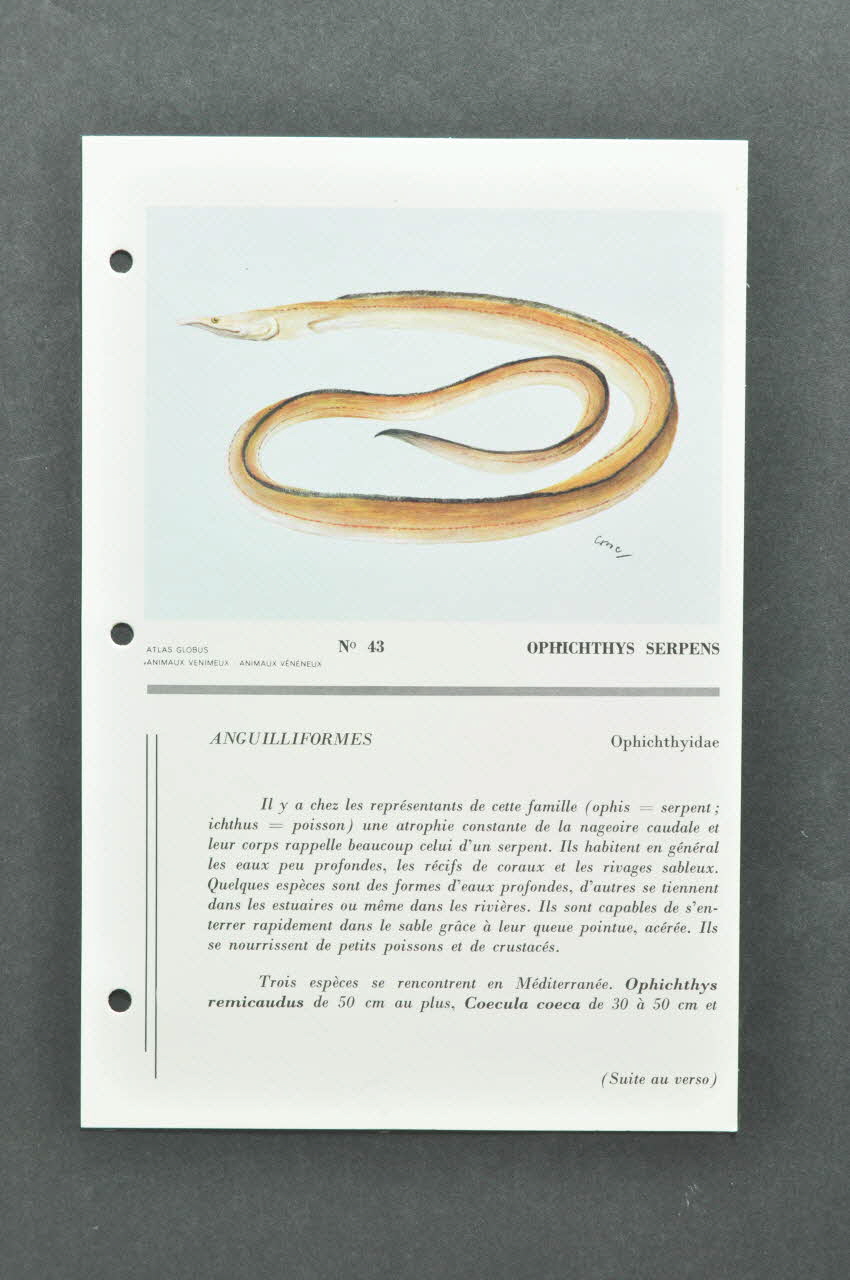 DOCUMENTS DIVERS 1970 2000.60.582.4 Photo Mucem