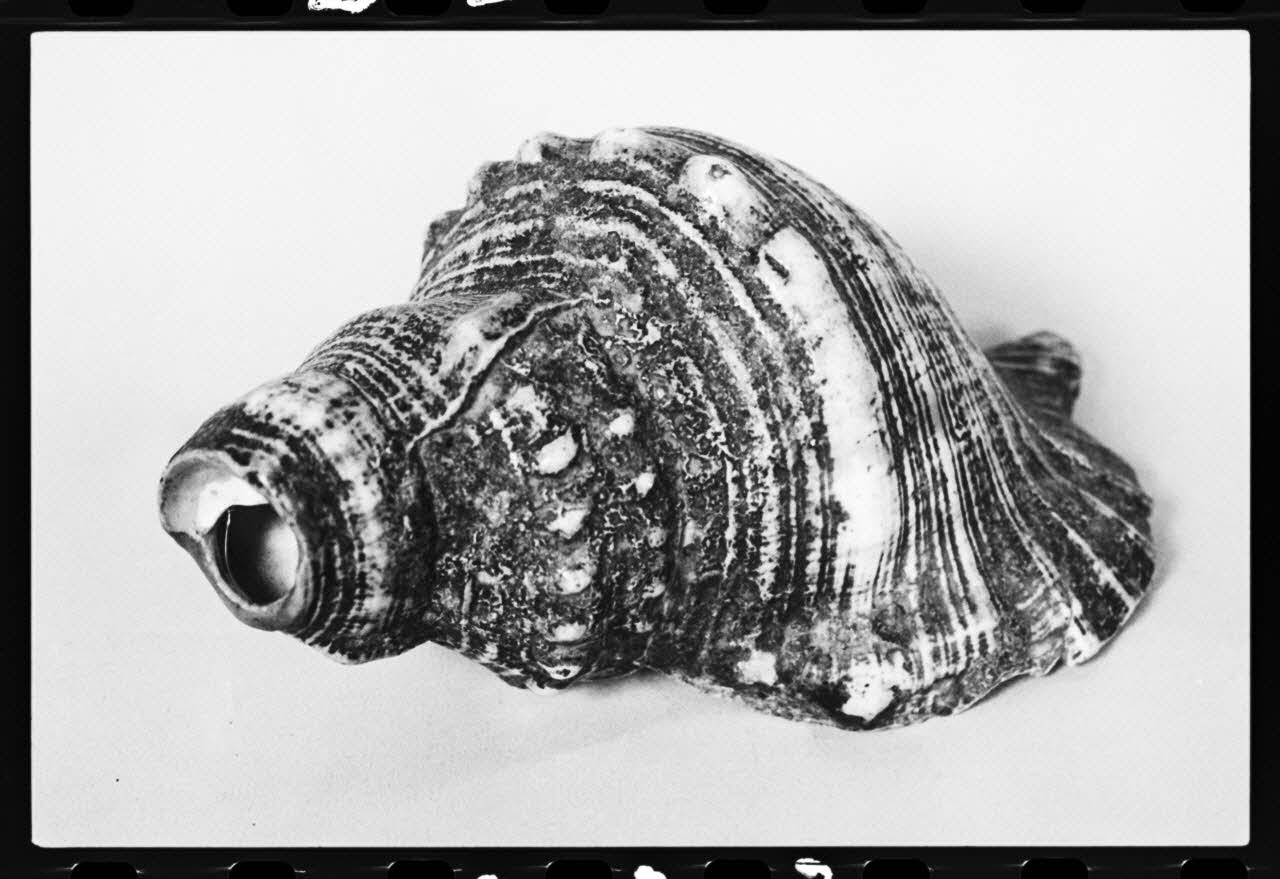 photographie MNATP. Exposition. L'instrument de musique populaire : usages et symboles (28 novembre 1980 - 19 avril 1981) Ph.1981.39.323 Photo