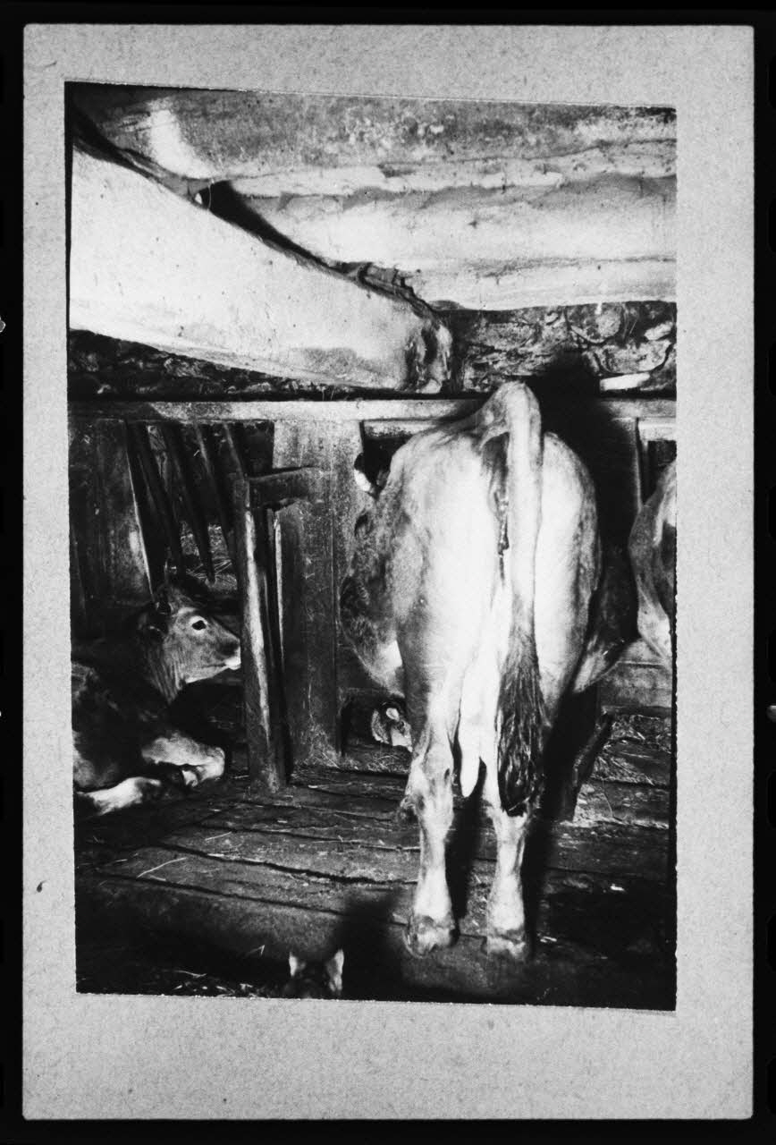 photographie Vache dans la salle commune d'une étable Ph.1981.65.11 Photo