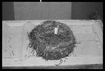 photographie Nid de poule. Dépôt au musée de Saint-Flour Ph.1982.1.584 Photo