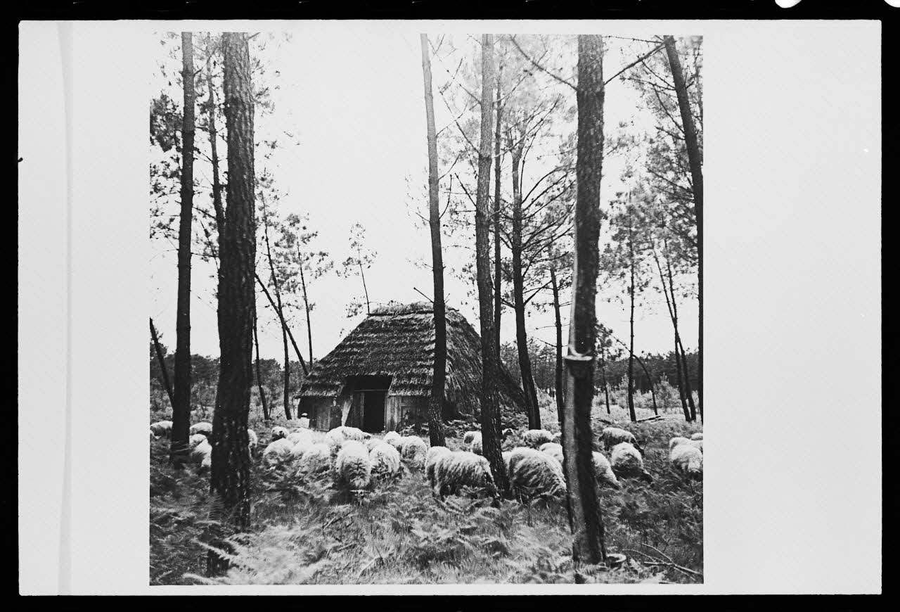 Pierre Toulgouat photographie Pierre Toulgouat (1901-1992) : les Landes (1939-1982) Aquitaine, France 1982 Ph.1982.304.25 Photo