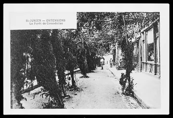 photographie Carte postale. Le forêt de Comodoliac Ph.1982.31.4  Photo