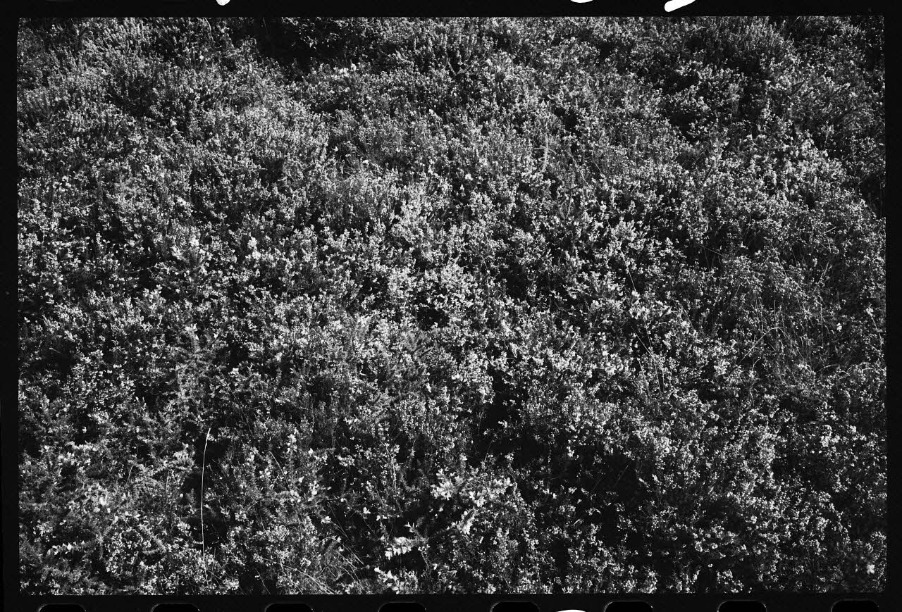 Jean Cuisenier photographie Enquête conduite par Jean Cuisenier à la Foire de Lessay dans la Manche (8 et 9 septembre 1982) Basse-Normandie, France 1982/9/8 Ph.1983.29.13 Photo