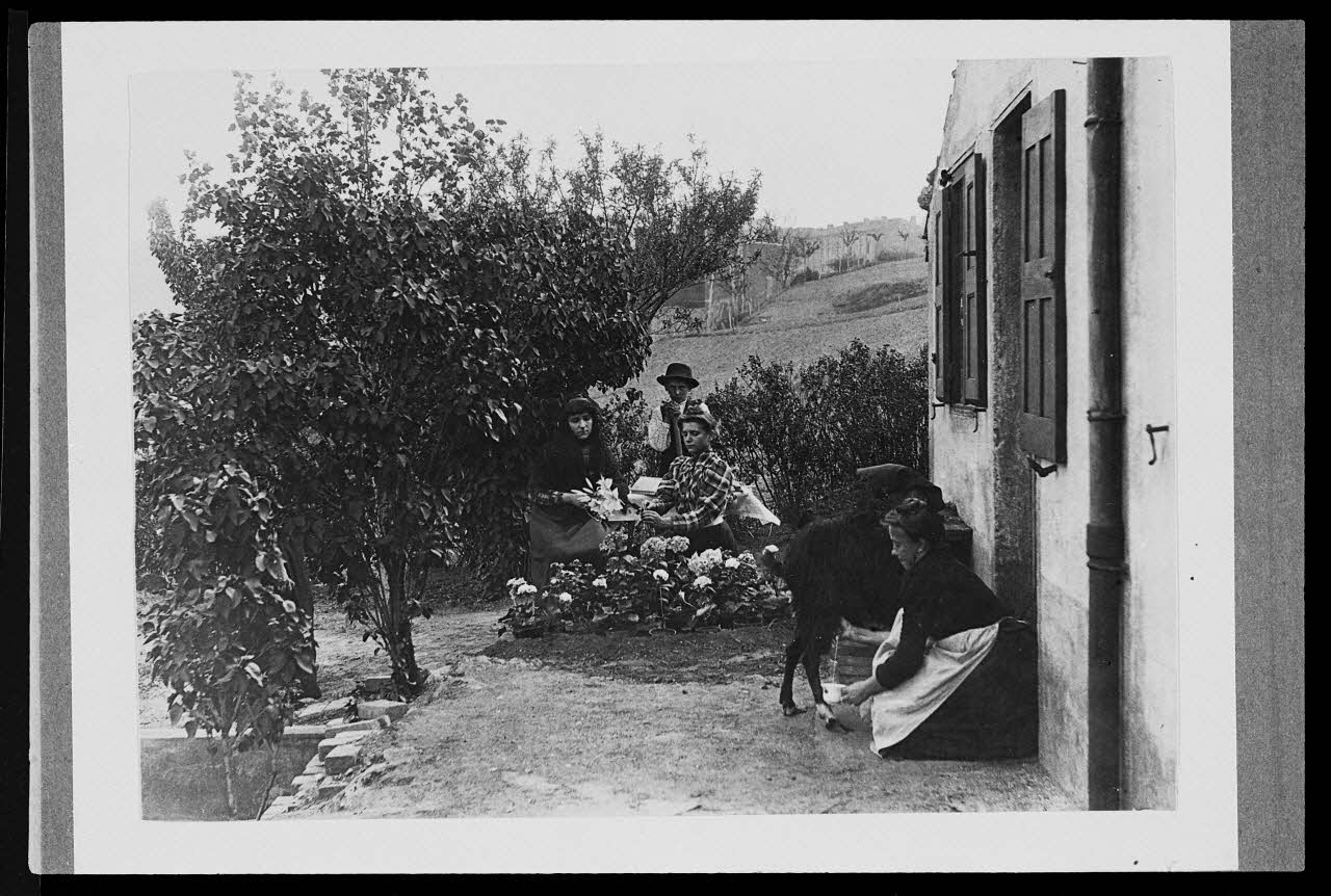 photographie Traite manuelle d'un élevage de caprins Ph.1983.38.3 Photo